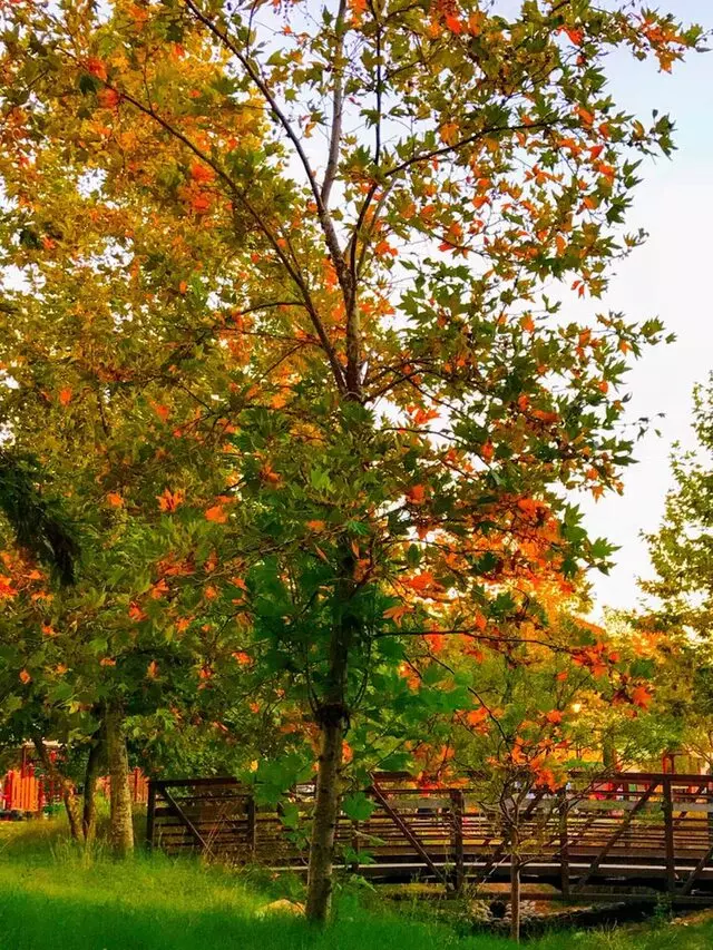 River Oaks Park