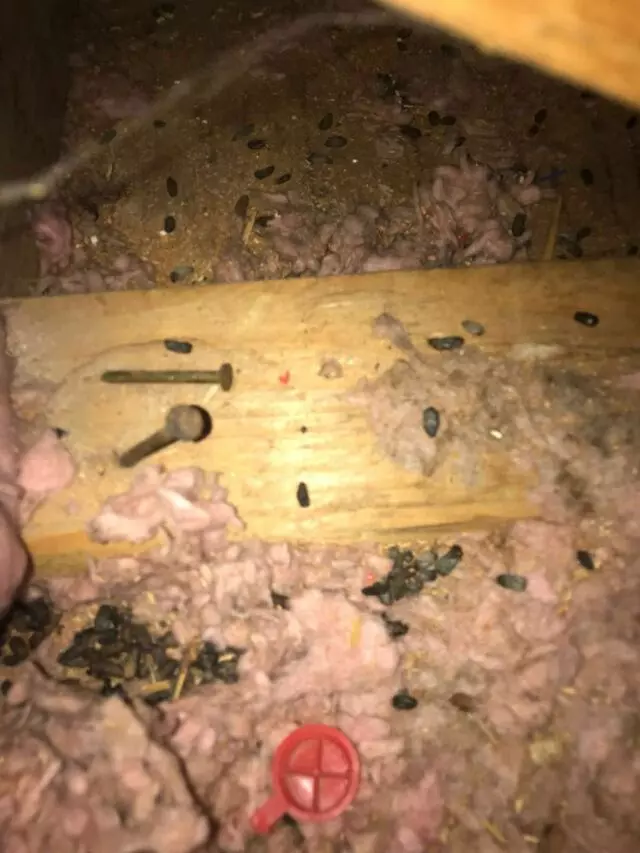 Attic 911 Services