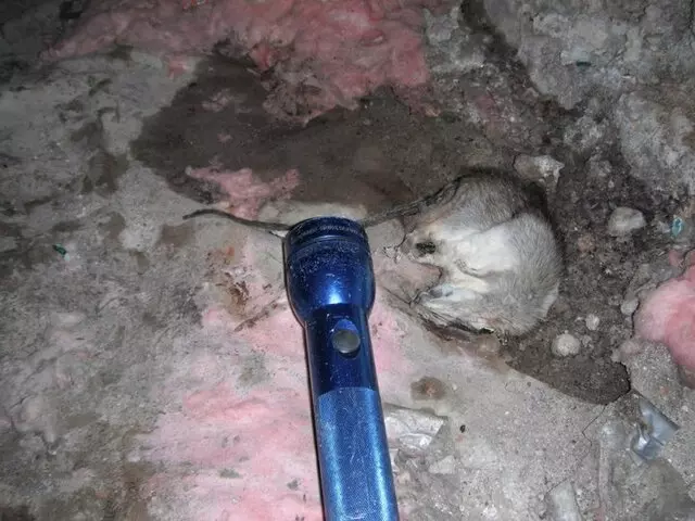 Attic 911 Services