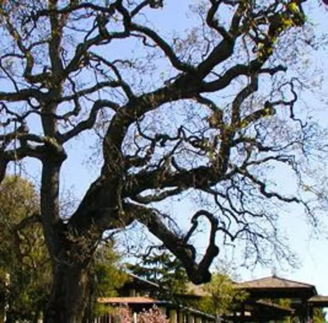Arbortek Trees
