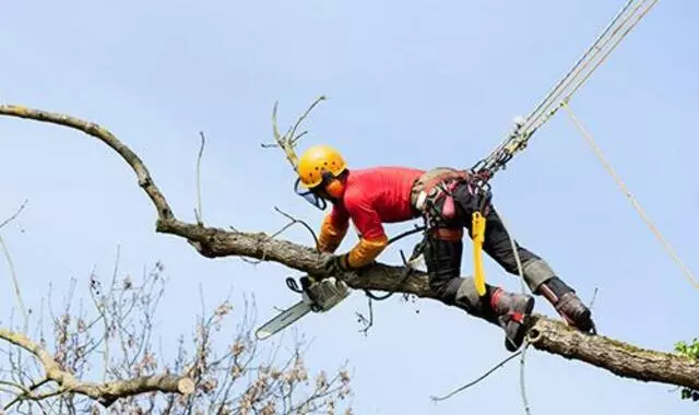 Arbortek Trees