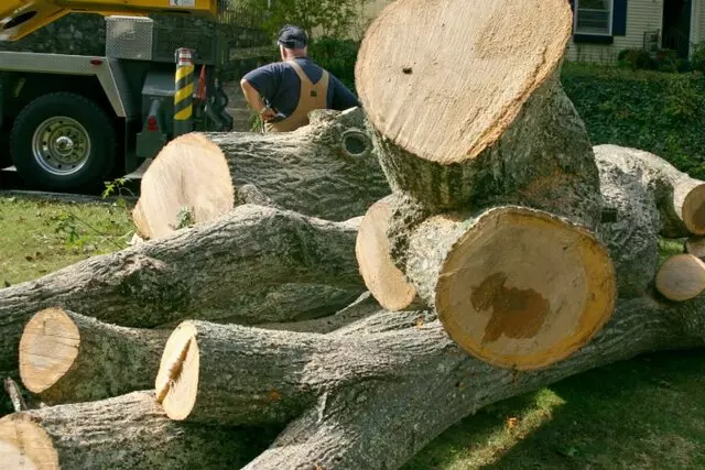 Arbortek Trees