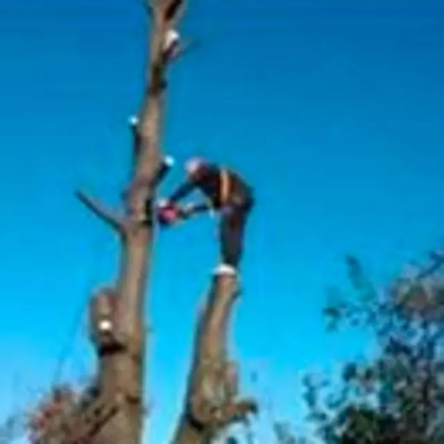 Arbortek Trees