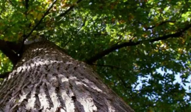 Arbortek Trees