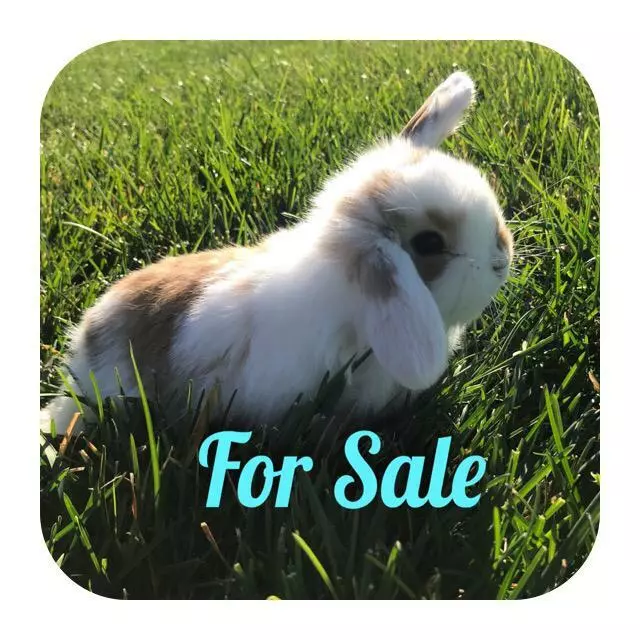 Teeny Rabbitry