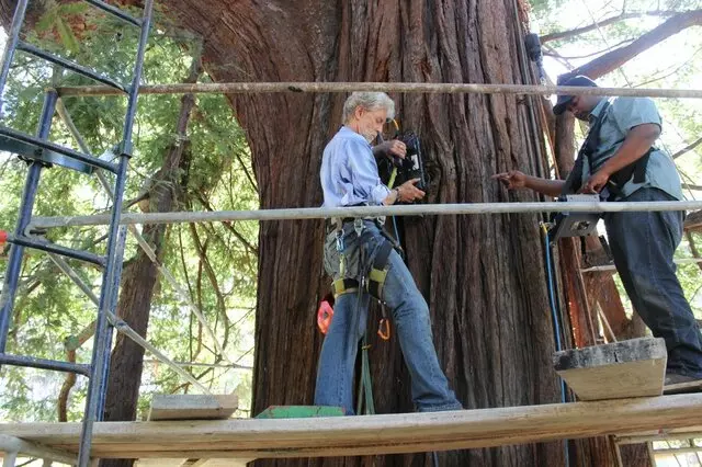 Arborist Onsite