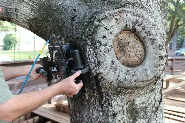 Arborist Onsite