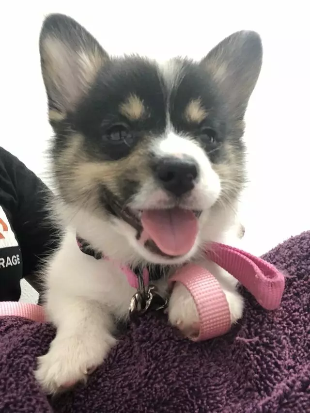 Ark Veterinary Care