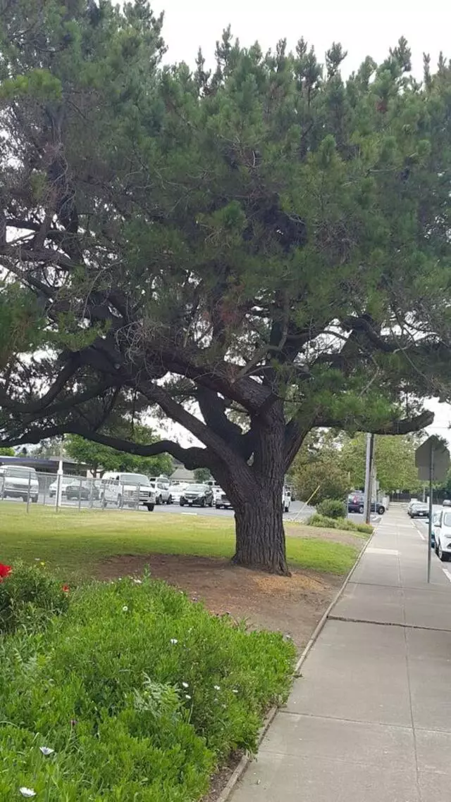 Amber Drive Elementary School