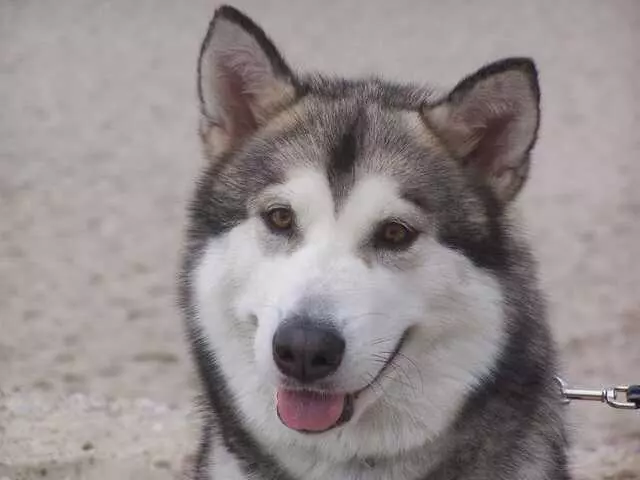 All Dog Yard Cleanup