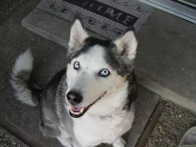 All Dog Yard Cleanup