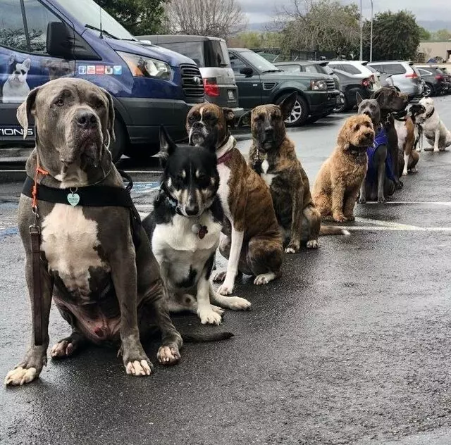 California K9 Solutions - Cali K9