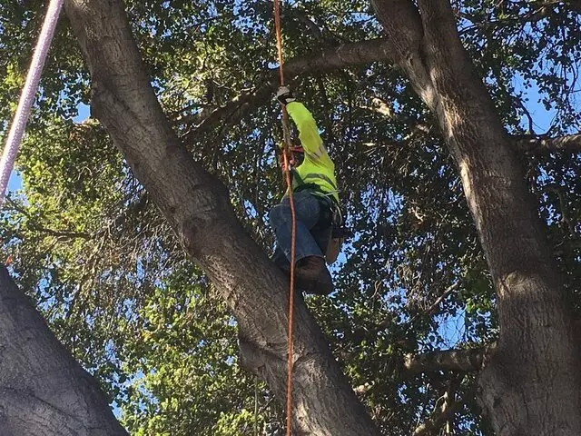 Green Earth Tree Service