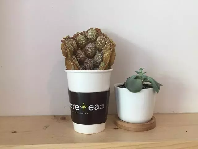 Sinceretea