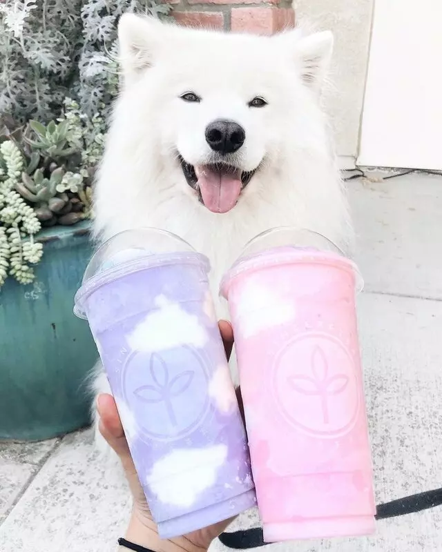Sinceretea