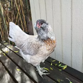 Garden to Table