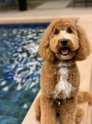 The Dog Pawlor