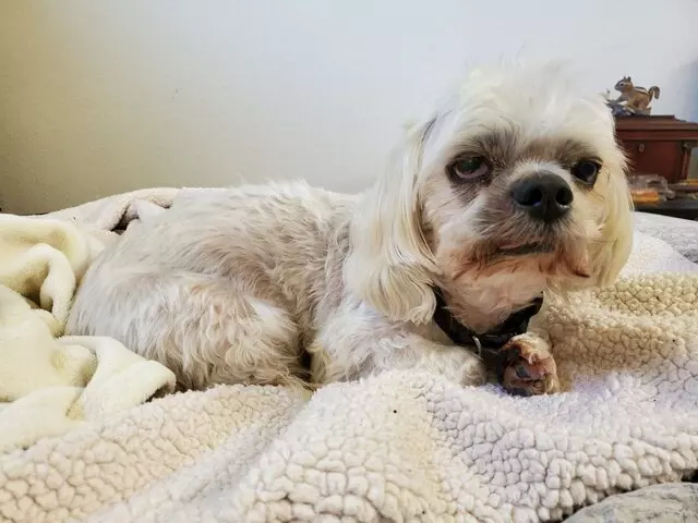 TLC Mobile Pet Grooming