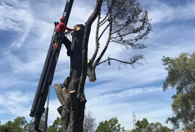 A Plus Tree
