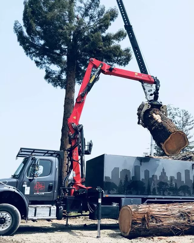 A Plus Tree