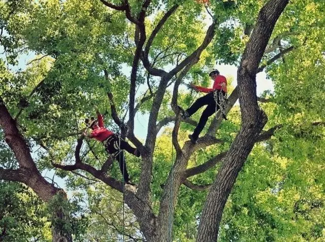 A Plus Tree