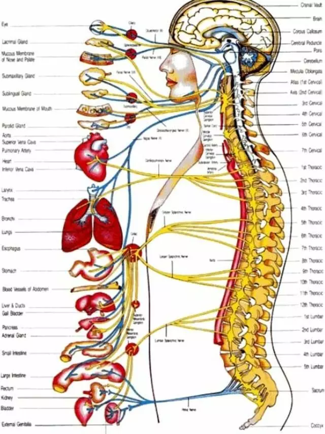 Aflakian Chiropractic Corp.