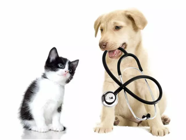 ARCHVET Animal Hospital