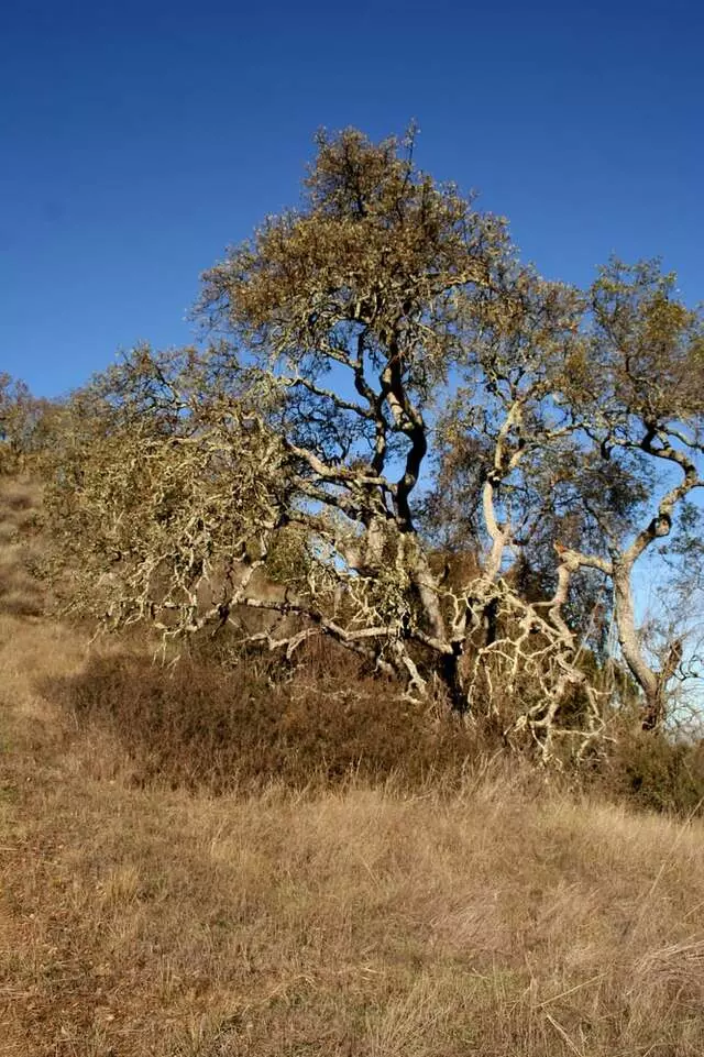 Almaden Quicksilver County Park