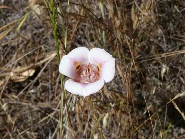Almaden Quicksilver County Park