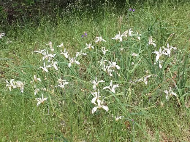 Almaden Quicksilver County Park