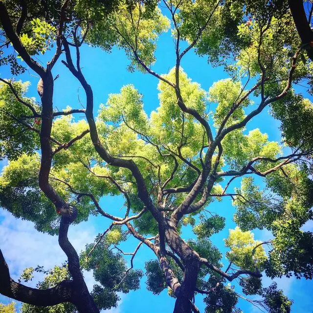 Artistic Tree Service
