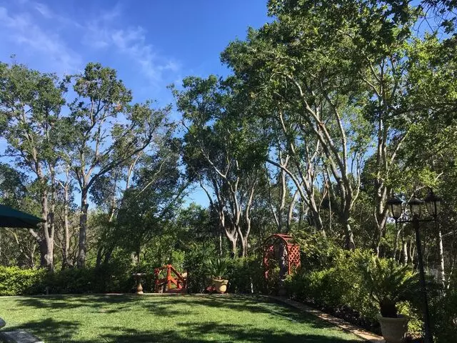 De La Torre Tree Service