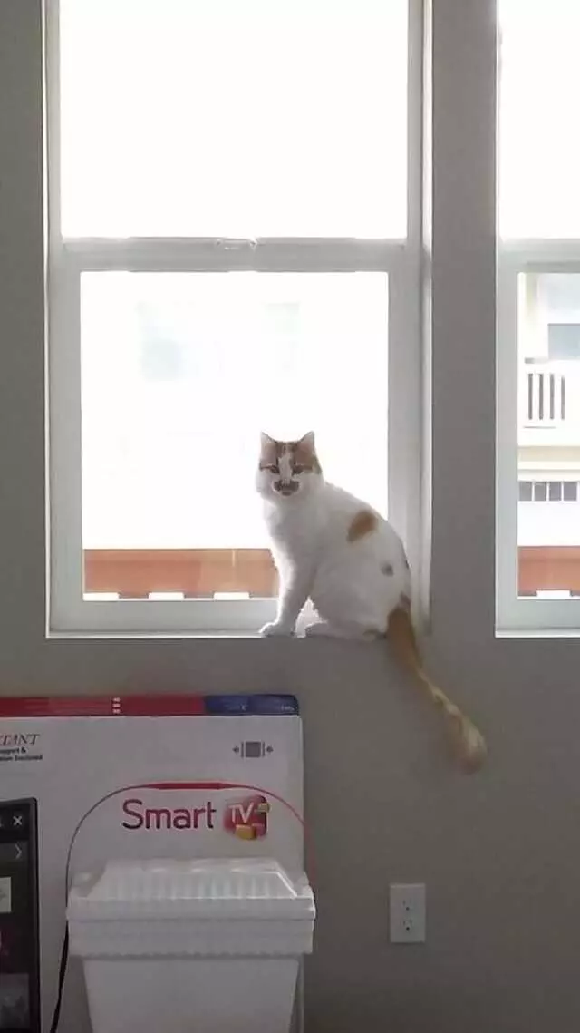 Ccat Professional Petsitting Services