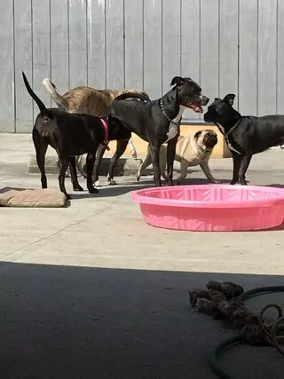 Nikkis Dog House