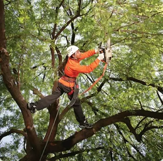 Acevedo Tree Service