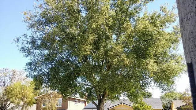 Acevedo Tree Service