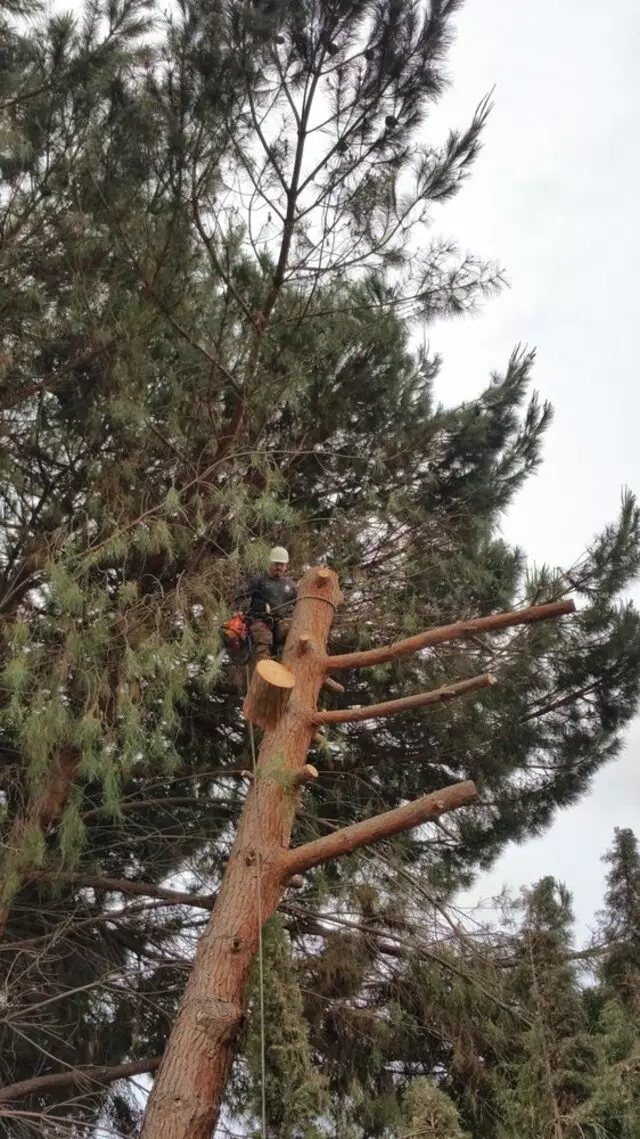 Acevedo Tree Service