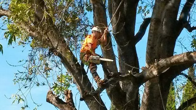 Acevedo Tree Service