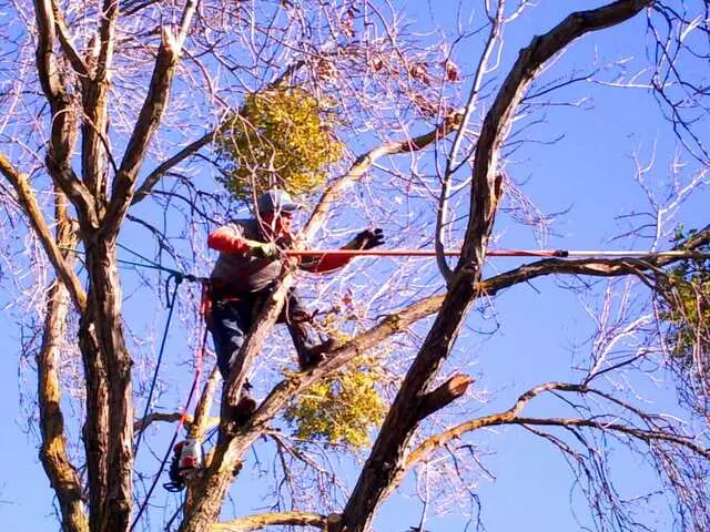 Alex&apos;s Tree Services