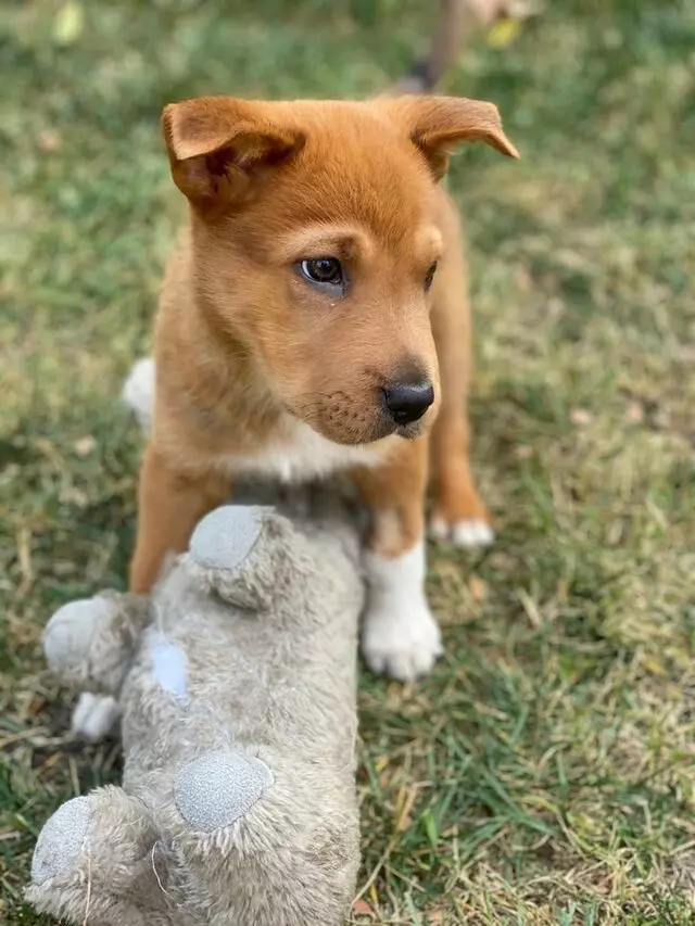 D For Dog