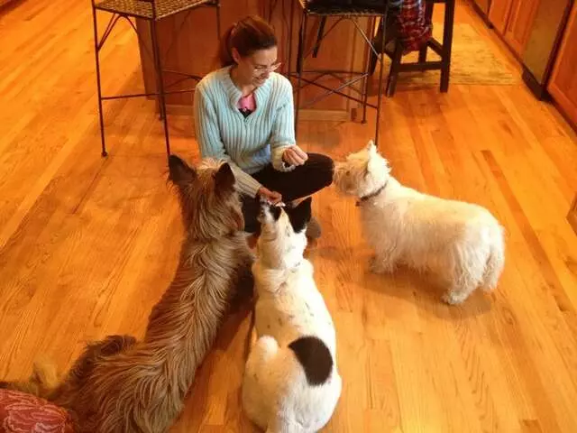 Step By Step Connection - Dog Behaviorist