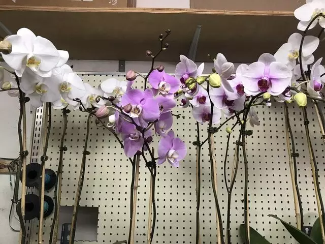 Floral & Gifts.99+