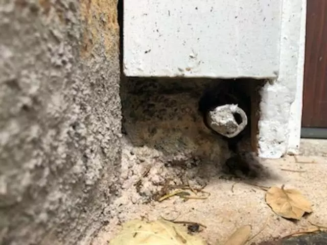 Quality Rodent Proofing