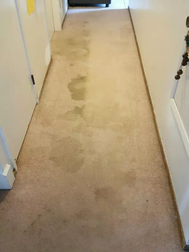 All Pro Carpet Solutions