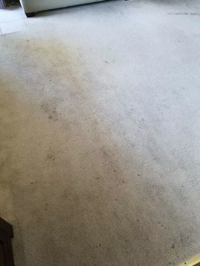 All Pro Carpet Solutions