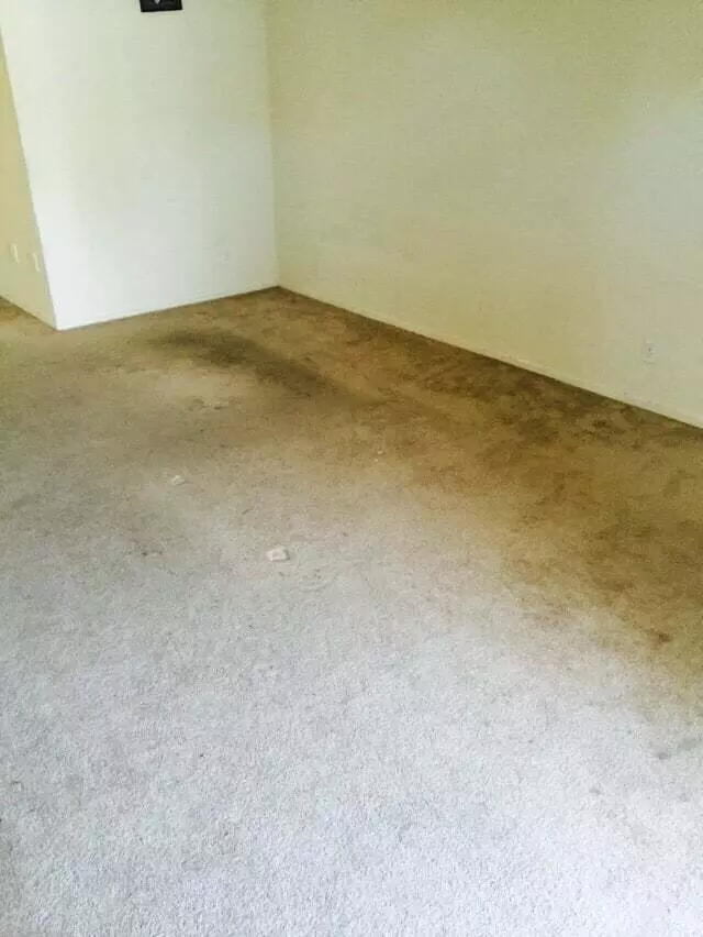 All Pro Carpet Solutions