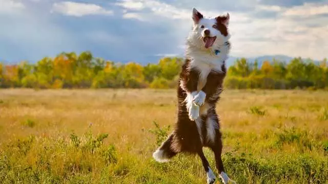 Wagtopia