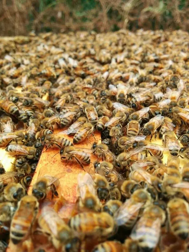 A Jar of Honey