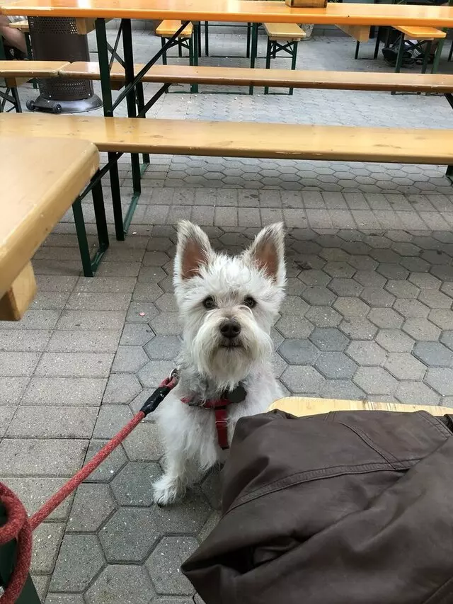 Ludwigs German Table