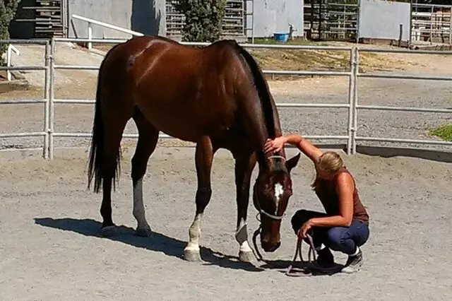 Free Heart Stables